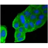 Anti-Filamin 1 Antibody from Bioworld Technology (BS9826M) - Antibodies.com
