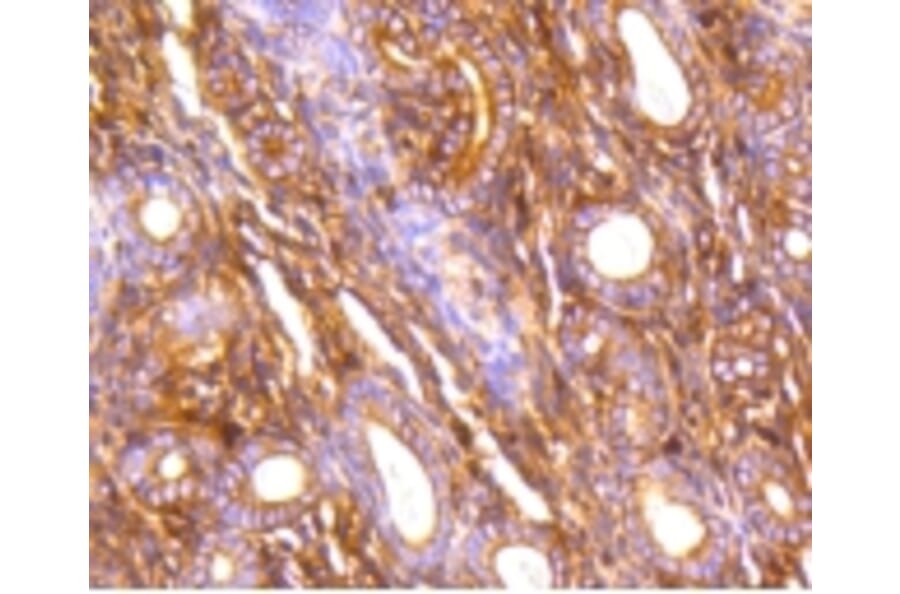 Anti-Filamin 1 Antibody from Bioworld Technology (BS9826M) - Antibodies.com