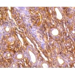 Anti-Filamin 1 Antibody from Bioworld Technology (BS9826M) - Antibodies.com