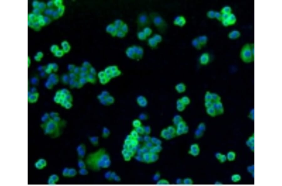 Anti-Filamin 1 Antibody from Bioworld Technology (BS9826M) - Antibodies.com