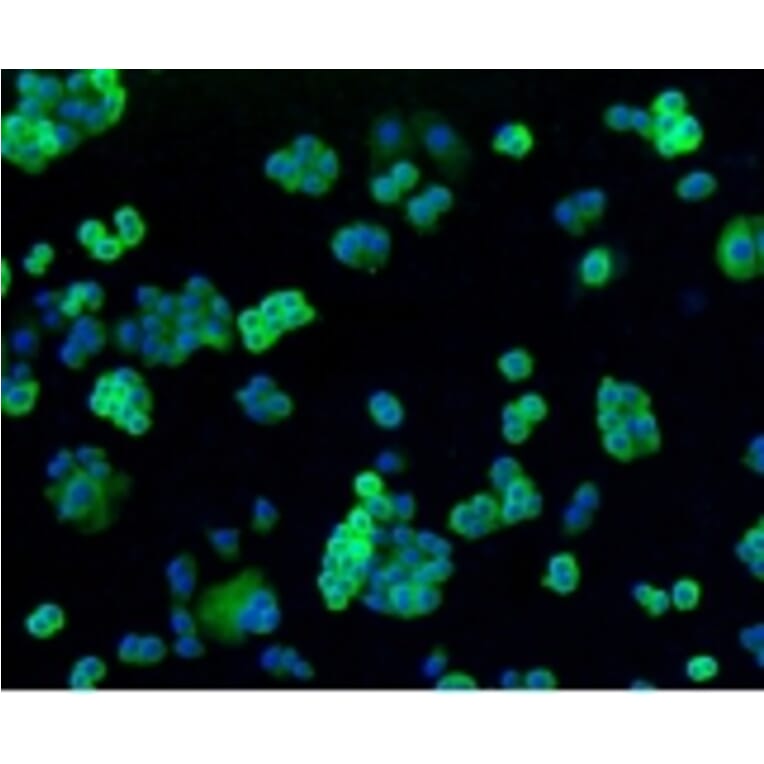 Anti-Filamin 1 Antibody from Bioworld Technology (BS9826M) - Antibodies.com