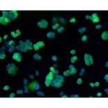 Anti-Filamin 1 Antibody from Bioworld Technology (BS9826M) - Antibodies.com