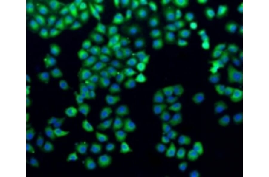 Anti-Filamin 1 Antibody from Bioworld Technology (BS9826M) - Antibodies.com