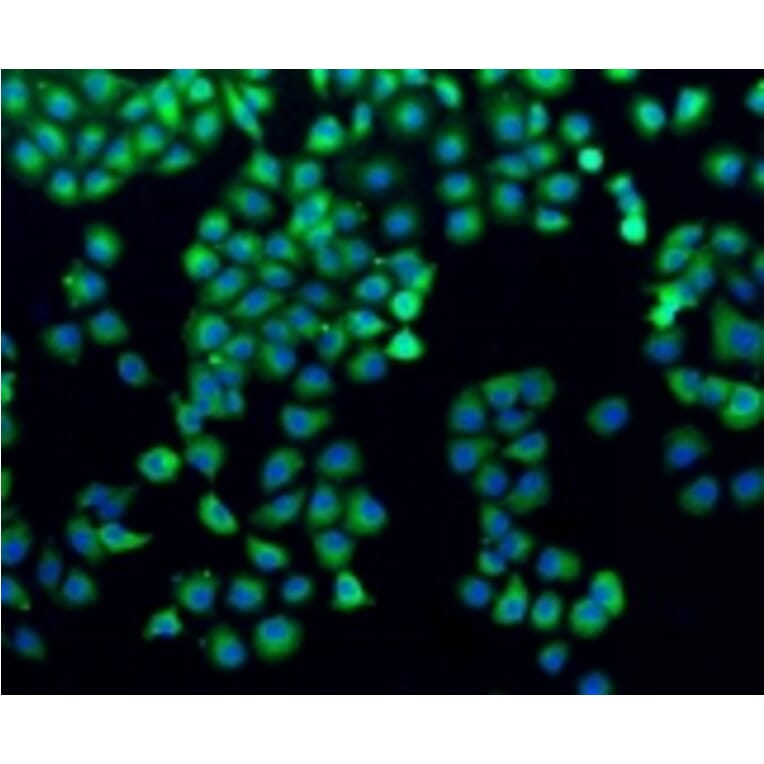 Anti-Filamin 1 Antibody from Bioworld Technology (BS9826M) - Antibodies.com