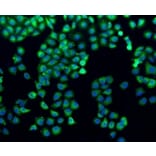 Anti-Filamin 1 Antibody from Bioworld Technology (BS9826M) - Antibodies.com