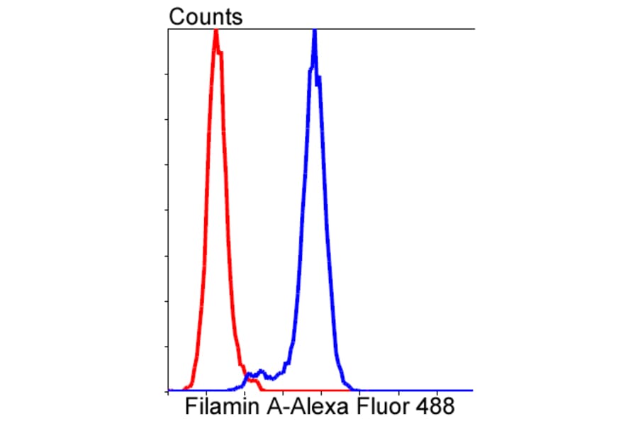 Anti-Filamin 1 Antibody from Bioworld Technology (BS9826M) - Antibodies.com