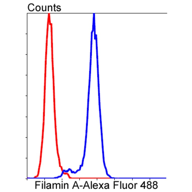 Anti-Filamin 1 Antibody from Bioworld Technology (BS9826M) - Antibodies.com