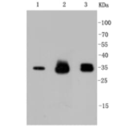 Anti-Cyclin D1 Antibody from Bioworld Technology (BS9827M) - Antibodies.com