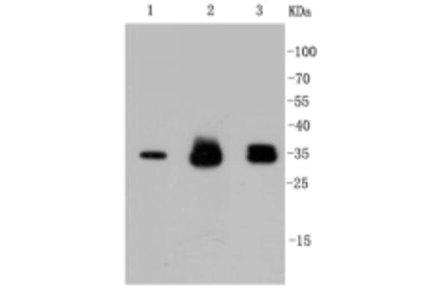 Anti-Cyclin D1 Antibody from Bioworld Technology (BS9827M) - Antibodies.com