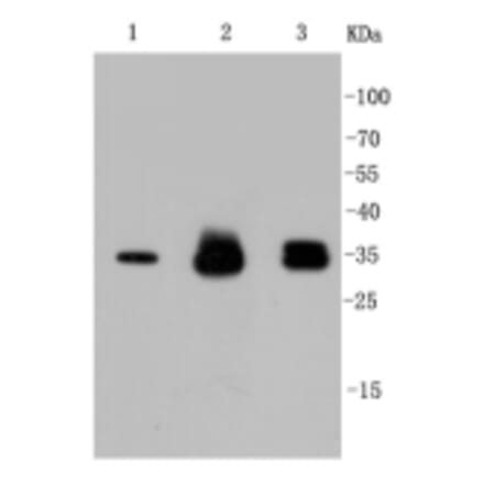 Anti-Cyclin D1 Antibody from Bioworld Technology (BS9827M) - Antibodies.com