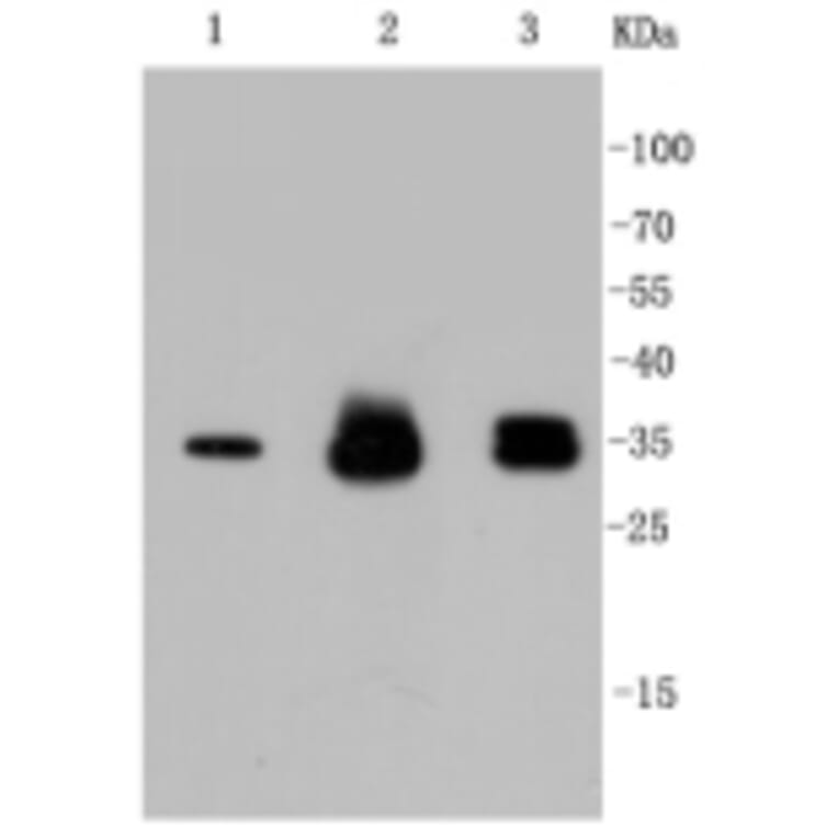 Anti-Cyclin D1 Antibody from Bioworld Technology (BS9827M) - Antibodies.com
