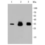 Anti-Cyclin D1 Antibody from Bioworld Technology (BS9827M) - Antibodies.com