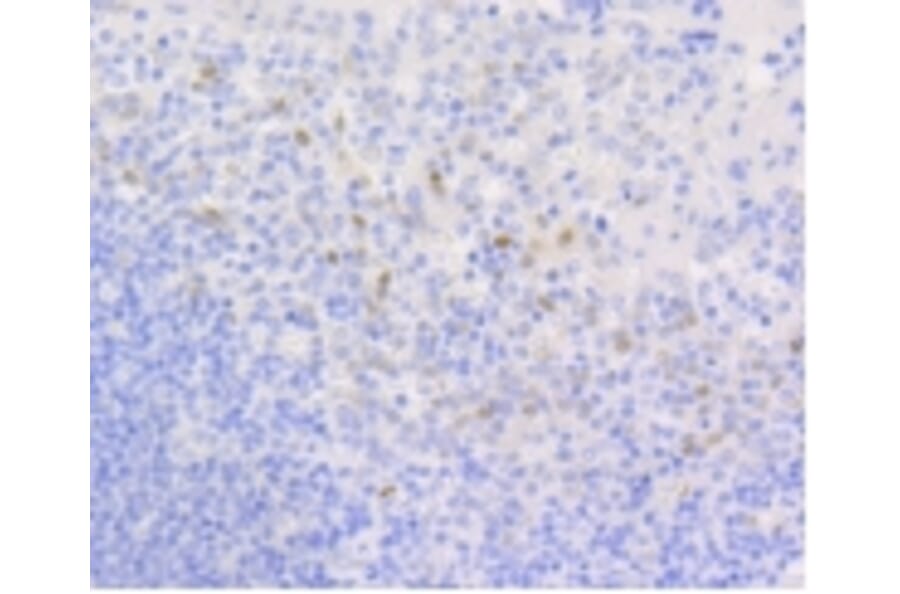 Anti-Cyclin D1 Antibody from Bioworld Technology (BS9827M) - Antibodies.com