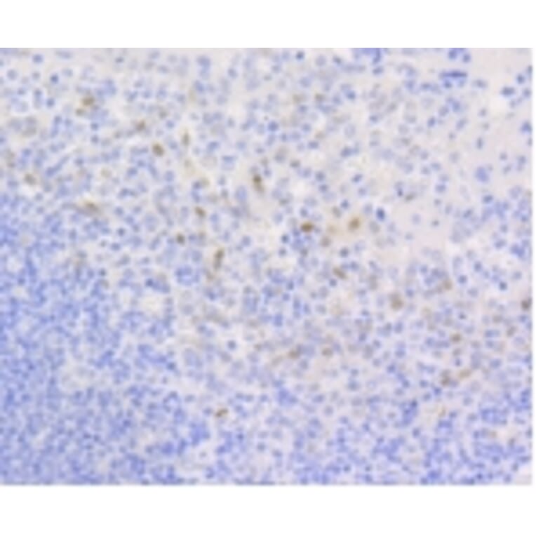 Anti-Cyclin D1 Antibody from Bioworld Technology (BS9827M) - Antibodies.com