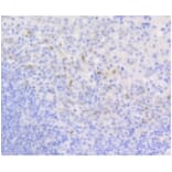 Anti-Cyclin D1 Antibody from Bioworld Technology (BS9827M) - Antibodies.com