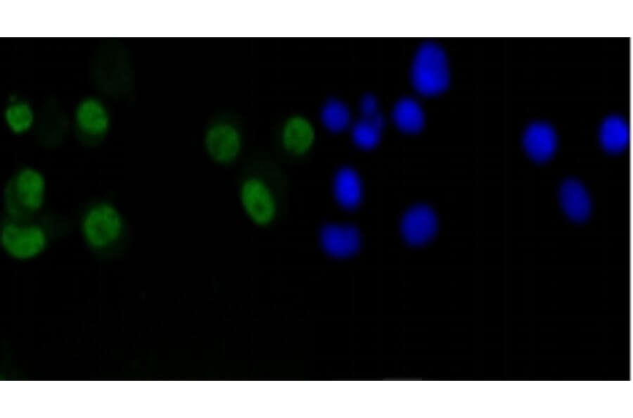 Anti-Cyclin D1 Antibody from Bioworld Technology (BS9827M) - Antibodies.com