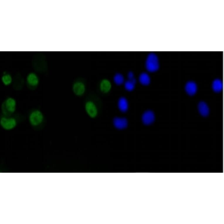 Anti-Cyclin D1 Antibody from Bioworld Technology (BS9827M) - Antibodies.com