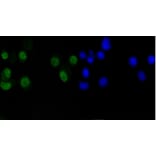 Anti-Cyclin D1 Antibody from Bioworld Technology (BS9827M) - Antibodies.com