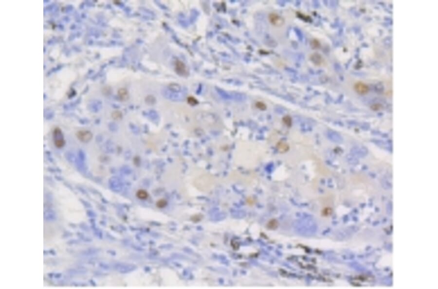 Anti-Cyclin D1 Antibody from Bioworld Technology (BS9827M) - Antibodies.com