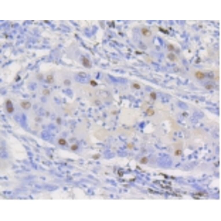 Anti-Cyclin D1 Antibody from Bioworld Technology (BS9827M) - Antibodies.com