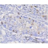 Anti-Cyclin D1 Antibody from Bioworld Technology (BS9827M) - Antibodies.com