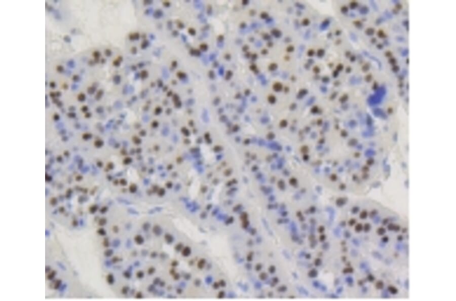 Anti-Cyclin D1 Antibody from Bioworld Technology (BS9827M) - Antibodies.com