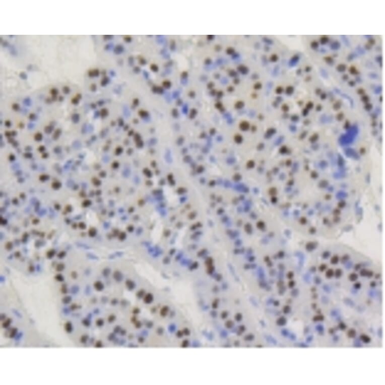Anti-Cyclin D1 Antibody from Bioworld Technology (BS9827M) - Antibodies.com