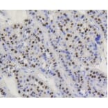 Anti-Cyclin D1 Antibody from Bioworld Technology (BS9827M) - Antibodies.com