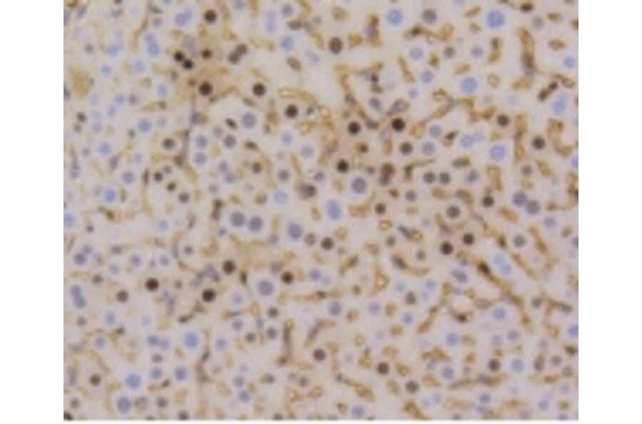 Anti-Cyclin D1 Antibody from Bioworld Technology (BS9827M) - Antibodies.com