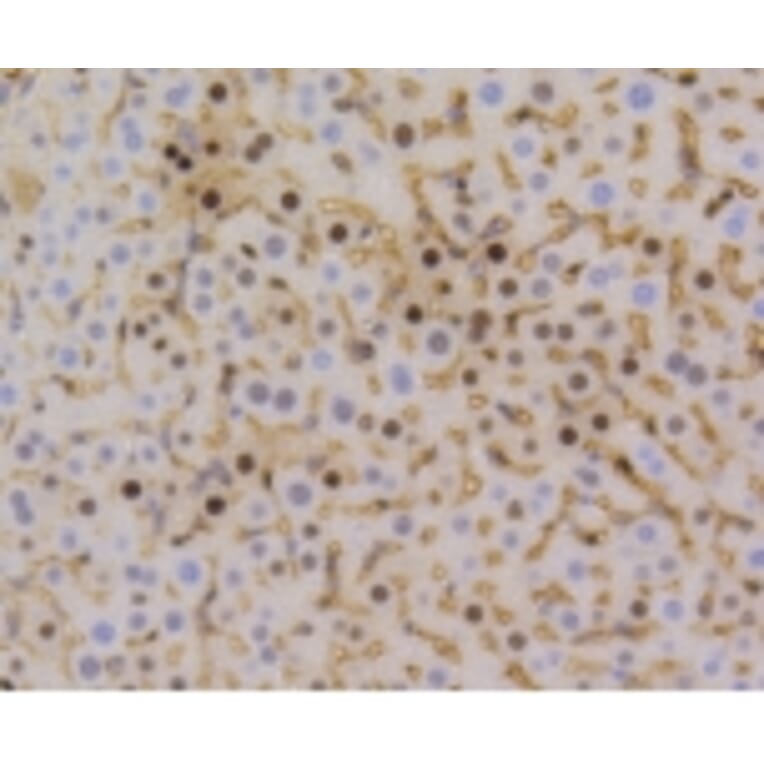 Anti-Cyclin D1 Antibody from Bioworld Technology (BS9827M) - Antibodies.com
