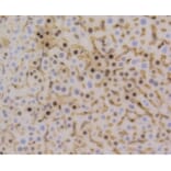 Anti-Cyclin D1 Antibody from Bioworld Technology (BS9827M) - Antibodies.com