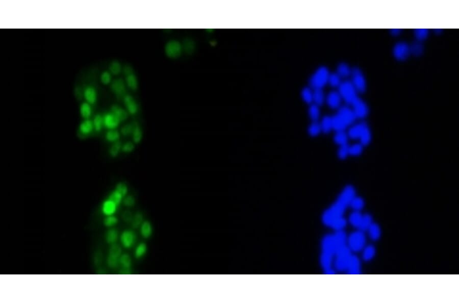 Anti-Cyclin D1 Antibody from Bioworld Technology (BS9827M) - Antibodies.com