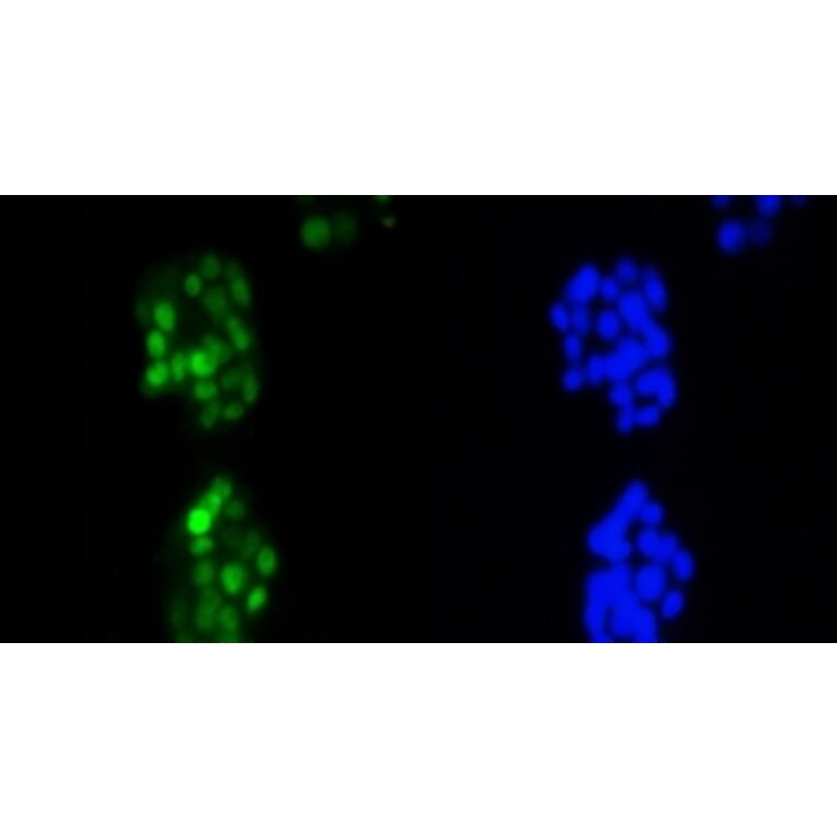 Anti-Cyclin D1 Antibody from Bioworld Technology (BS9827M) - Antibodies.com