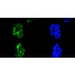 Anti-Cyclin D1 Antibody from Bioworld Technology (BS9827M) - Antibodies.com