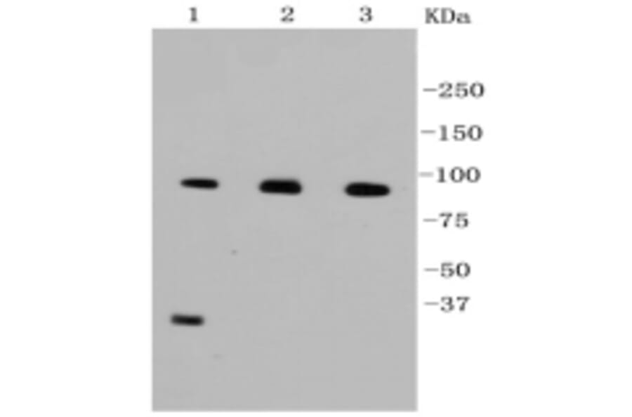 Anti-Catenin-β Antibody from Bioworld Technology (BS9828M) - Antibodies.com