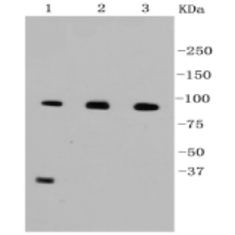 Anti-Catenin-β Antibody from Bioworld Technology (BS9828M) - Antibodies.com