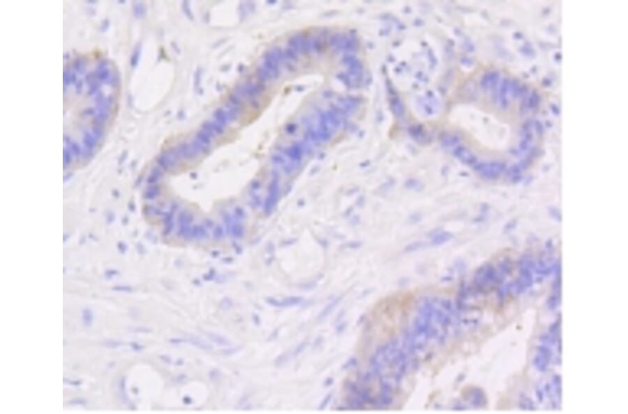 Anti-Catenin-β Antibody from Bioworld Technology (BS9828M) - Antibodies.com