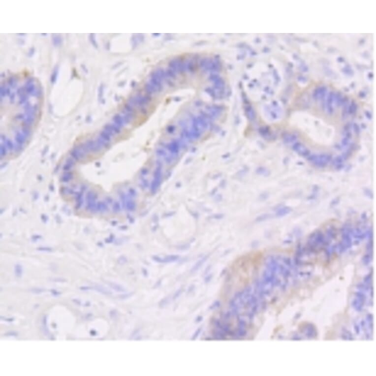 Anti-Catenin-β Antibody from Bioworld Technology (BS9828M) - Antibodies.com