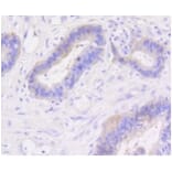 Anti-Catenin-β Antibody from Bioworld Technology (BS9828M) - Antibodies.com