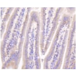 Anti-Catenin-β Antibody from Bioworld Technology (BS9828M) - Antibodies.com