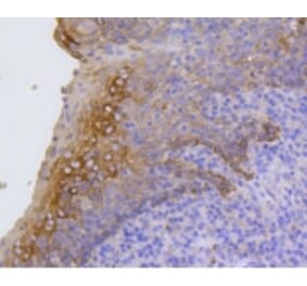 Anti-Cytokeratin 17 Antibody from Bioworld Technology (BS9829M) - Antibodies.com