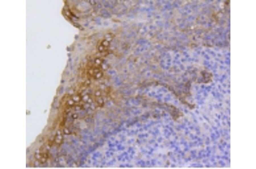 Anti-Cytokeratin 17 Antibody from Bioworld Technology (BS9829M) - Antibodies.com