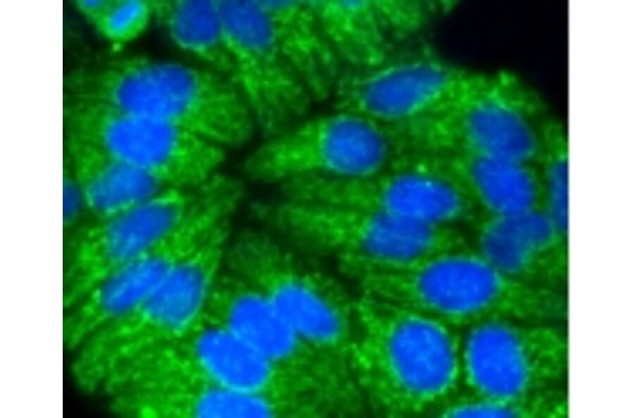Anti-Cytokeratin 17 Antibody from Bioworld Technology (BS9829M) - Antibodies.com