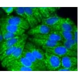 Anti-Cytokeratin 17 Antibody from Bioworld Technology (BS9829M) - Antibodies.com