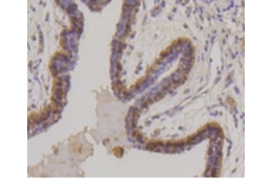 Anti-Cytokeratin 17 Antibody from Bioworld Technology (BS9829M) - Antibodies.com