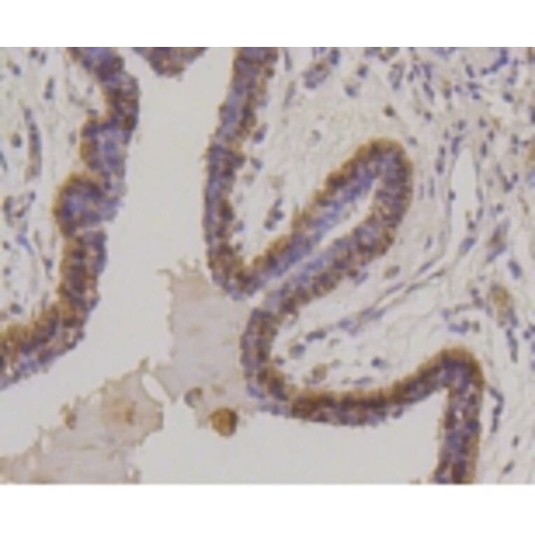 Anti-Cytokeratin 17 Antibody from Bioworld Technology (BS9829M) - Antibodies.com