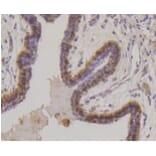 Anti-Cytokeratin 17 Antibody from Bioworld Technology (BS9829M) - Antibodies.com
