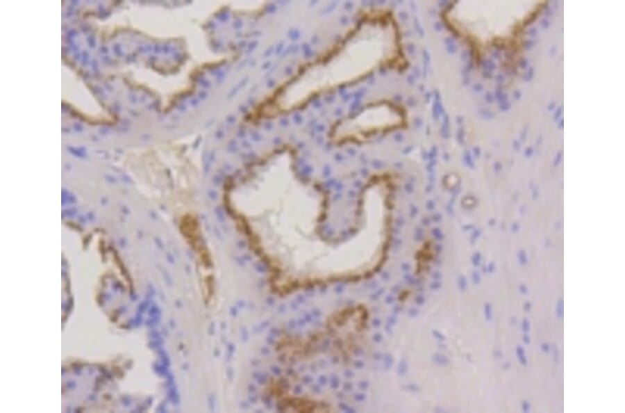 Anti-Cytokeratin 17 Antibody from Bioworld Technology (BS9829M) - Antibodies.com