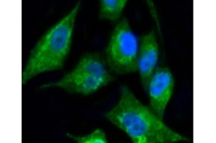 Anti-Cytokeratin 17 Antibody from Bioworld Technology (BS9829M) - Antibodies.com