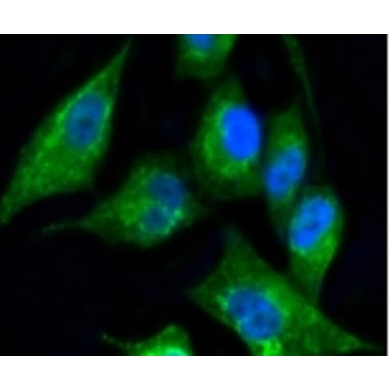 Anti-Cytokeratin 17 Antibody from Bioworld Technology (BS9829M) - Antibodies.com